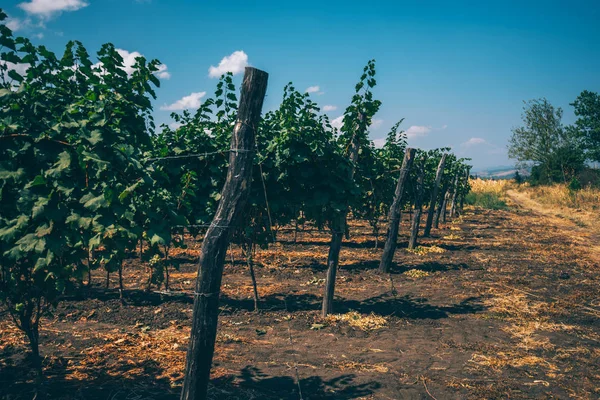 ワインの生産地域 秋に乾燥わらのラインとブドウ畑の若いブドウの行 青い空と白い雲 カラフルなブドウ畑のある風景します 農業の概念 — ストック写真
