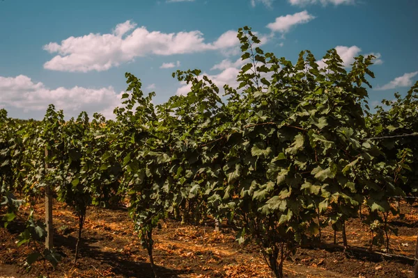 Região Vitícola Fileiras Vinhas Jovens Numa Vinha Com Uma Linha — Fotografia de Stock