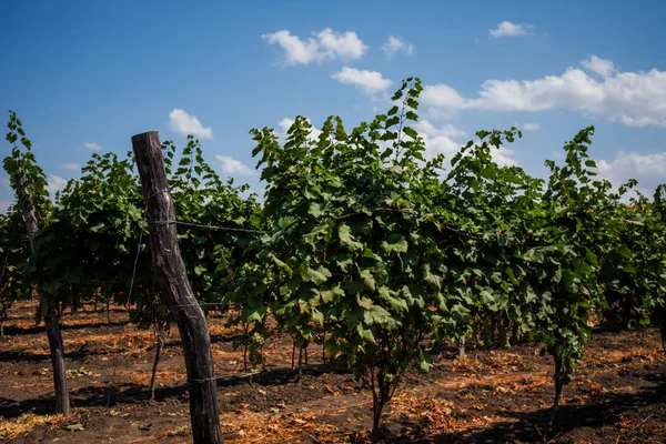 Şarap Büyüyen Bölgesi Orta Sonbahar Zaman Kuru Saman Bir Hat — Stok fotoğraf