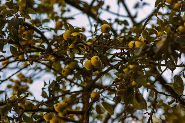 黄色いりんごはぼやけて自然緑の背景と緑の葉の中で枝に生えています 熟したりんごクラスター ヒープ強烈なリンゴの果樹園の木の枝にぶら下がっています 自然秋のコンセプト — ストック写真