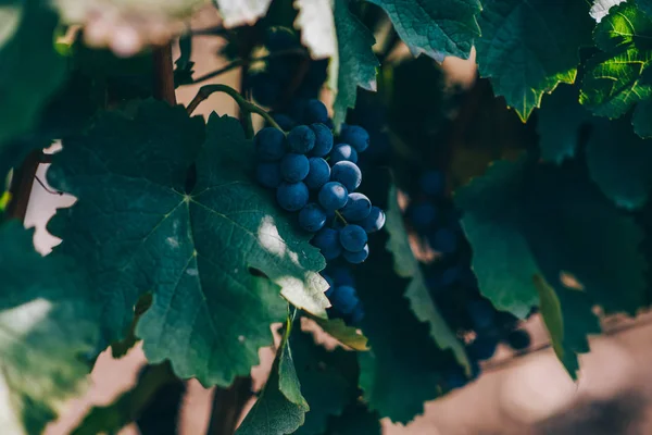 Druiven Opknoping Wijngaard Druif Wineland Landschap Seizoensgebonden Schilderachtige Achtergrond Rijen — Stockfoto