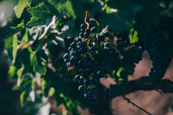 Druiven Opknoping Wijngaard Druif Wineland Landschap Seizoensgebonden Schilderachtige Achtergrond Rijen — Stockfoto