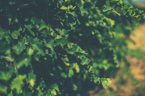 Schöne Traubenreihen Vor Der Lese Herbstlandschaft Mit Farbenfrohen Weinbergen Abstrakter — Stockfoto