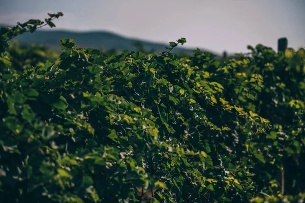 Lindas Fileiras Uvas Antes Colheita Paisagem Outono Com Vinhas Coloridas — Fotografia de Stock