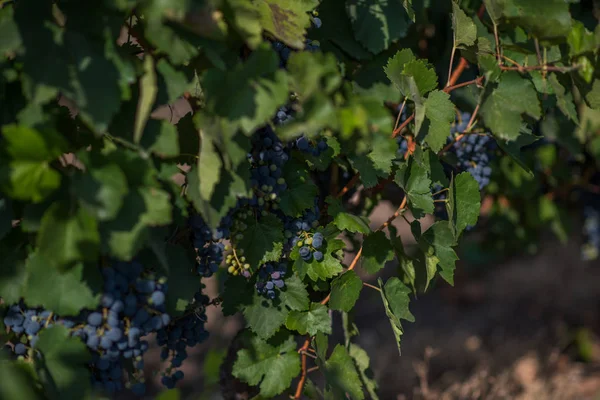 Uvas Penduradas Vinha Paisagem Vinícola Uvas Fundo Pitoresco Sazonal Fileiras — Fotografia de Stock