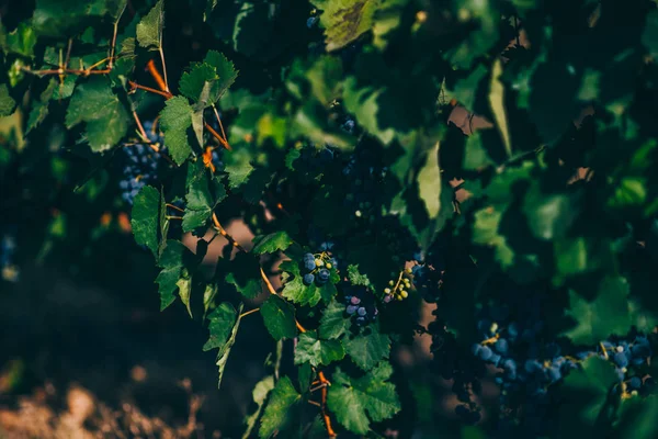 Uvas Colgando Viñedo Paisaje Viñedos Uva Fondo Pintoresco Temporada Filas — Foto de Stock