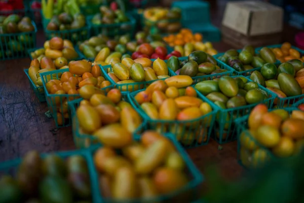 Manden Vol Vers Geplukte Kleurrijke Rijpe Tomaten Verse Biologische Hand — Stockfoto