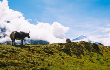 Himalaya dağ manzaralı yak. Himalaya Dağları sarı-yeşil çim, mavi gökyüzü bulutlar ile kaplı. Dağ manzarası. Everest yol ana kampta. Nepal, Himalayalar.