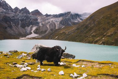 Everest Ana kampı giderken yak. Gokyo Gölü arka plan üzerinde büyük Himalaya yak. Duru turkuaz suları berrak mavi gökyüzünün altında dağ gölü görünümü parlak güneşli bir günde.