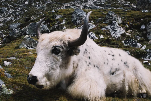 牦牛在去珠穆朗玛峰大本营的路上 尼泊尔 — 图库照片