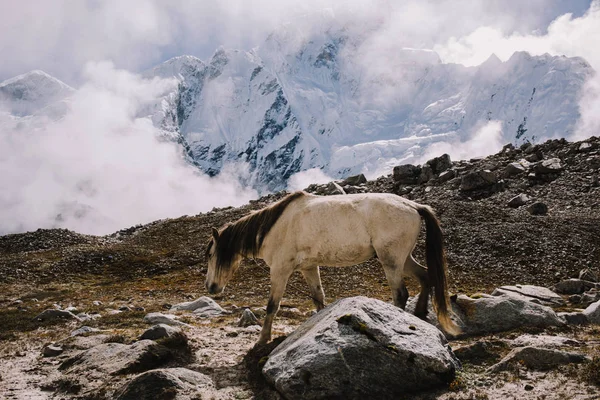 Sharp gray rocky peaks with traces of an glacier. Mountain landscape of the Himalaya. Edges of the cliff. Horses in Himalaya mountains. Nature background. Everest base camp trek in Nepal.