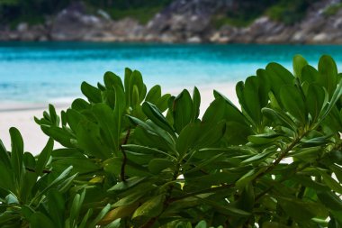 Güzel doğa ve beyaz kumlu plaj tropikal adada, senin tatil için mükemmel bir kaçış. Doğal görünümü. Yeşil arka plan turkuaz okyanus su kıyısında bush. Seyahat kavramı