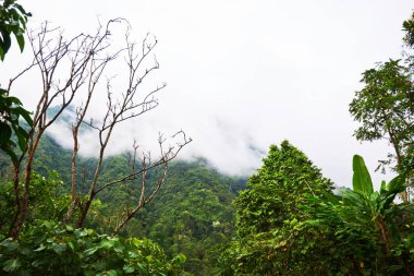 Sabah güneş ışınlarının arka plan yeşil ağaçlarda kalın bir sis ile inanılmaz doğal görünümü tropikal orman. Güzel yağmur ormanları. Yemyeşil yeşil orman yaz arka plan. Seyahat ve macera kavramı.
