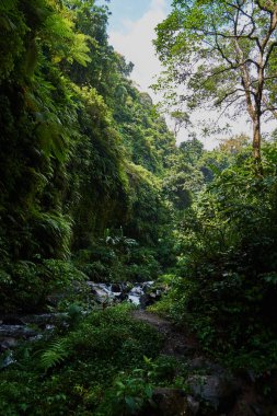 Bir nehir bulunan tropik bir ormanda doğal görünümünü sabah güneşi yeşil ağaçların bir arka plan üzerinde şaşırtıcı. Dağ rainforest wate dere hızlı akan su ve büyük taşlar ile. Seyahat kavramı.