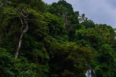 Ormanda büyük ağaç. Güneydoğu Asya'nın derin tropikal ormanlarda. Yoğun tropikal yağmur ormanları, Doğa arka plan. Sabah arka plan yeşil ağaçlar tropikal orman. Seyahat, macera kavramı.