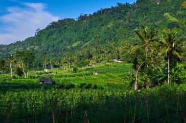 Merdiven gibi pirinç terasları yemyeşil tropikal yağmur ormanları azalan. Yeşil verimli pirinç paddies yemyeşil palmiyeler değişen canlı tonları. Organik pirinç tarlaları. Muhteşem manzara.