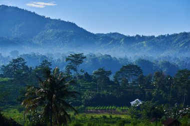 Güzel misty sabah. Kulübe ve yeşil görünümünü pirinç alan sis ile sabah erken teras. Pirinç tarlaları, çim alanlar, otlar, palmiye ağaçları ve sabah beyaz sis. Güzel bir atmosfer.