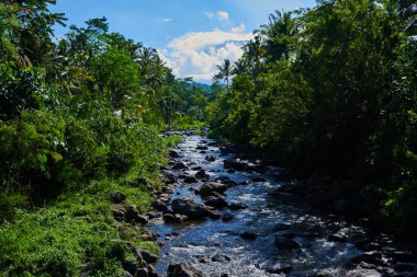 Tropical creek, flowing in the mountain forest. Mountainous jungle with trees leaning over fast stream. Magical scenery of rainforest and river. Wild, vivid vegetation of tropical forest. Indonesia. clipart