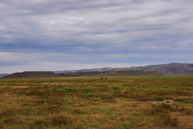 Kuru ot ve mavi gökyüzü arka plan. Safari ve yabani deve içinde savannah yürüyüş güzel manzara. Manzara. Bulutlu gökyüzü arka plan düz görüntüleyin. Egzotik Turizm kavramı.