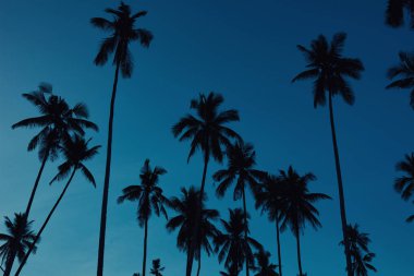Yeşil zıt yaprakları parlak mavi gökyüzü karşı palmiyeler. Plajda palmiye ağaçları. Seyahat, yaz, tatil ve tropikal kavramı. Hindistan cevizi palmiye ağaçları, güzel tropikal arka plan. Tonda vintage.