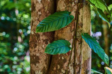 Büyük ağaç üzerinde sürünen yeşil sarmaşık. Tropikal orman yaz saati sırasında. Doğa arka plan kopya alanı ile. Seçici odak.