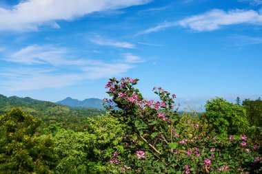 Çiçekler dağ yamaçlarında arka plan güzel güneşli bir günde. Görünümü yeşil dağlar ve yağmur ormanları. Harika manzaralı. Doğa manzara mavi gökyüzü ve bulutlar. Seçici odak. 