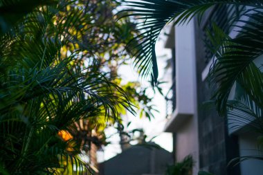 Tropikal bahçe yolu ve lüks resort. Soyut seyahat arka plan. Beach Lüks Bungalov orman tarafından çevrili. Çiçekler ve palmiye ağaçları. Seyahat, tatil, yaz tatil kavramı. Yumuşak odak.