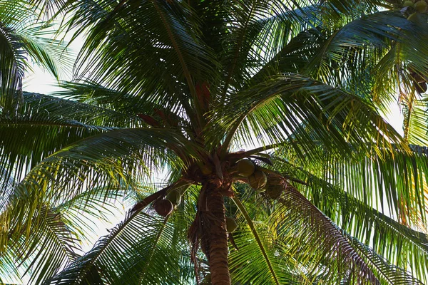 Tropiska Exotiska Palmträd Med Kokosnötter Och Rena Himlen Från Undersidan — Stockfoto