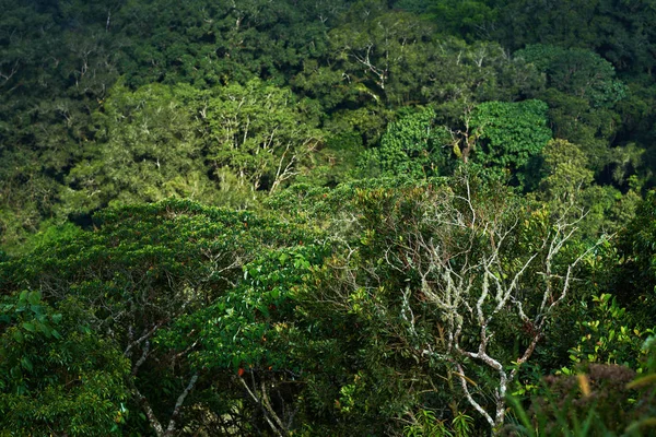 Coroas Árvores Vista Floresta Tropical Mista Com Muitas Variedades Árvores — Fotografia de Stock