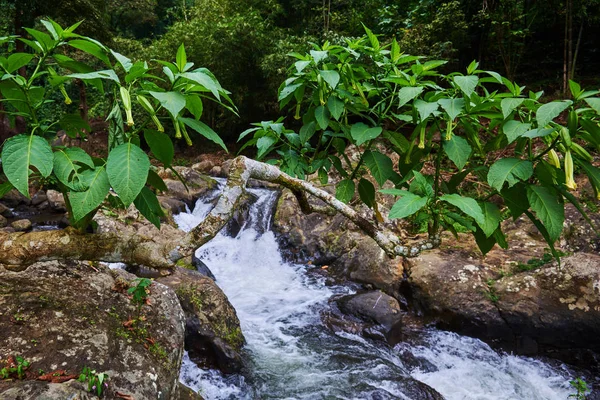 Tropical Exótica Conceito Viagem Aventura Bela Selva Floresta Tropical Floresta — Fotografia de Stock