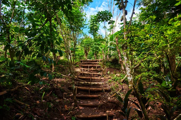 Nature trail. Trekking leading through jungle. Landscape of deep rain forest. Rainforest with old wood walk way. Footpath in the jungle with sunlight and blue sky through foliage.Travel background.
