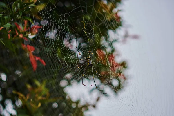 Large Spider Web Drops Dew Tree Giant Wood Spider Beautiful — Stock Photo, Image