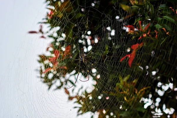 Large Spider Web Drops Dew Tree Giant Wood Spider Beautiful — Stock Photo, Image