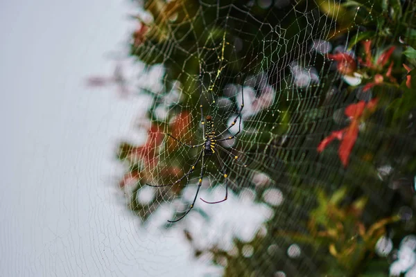 Large Spider Web Drops Dew Tree Giant Wood Spider Beautiful — Stock Photo, Image