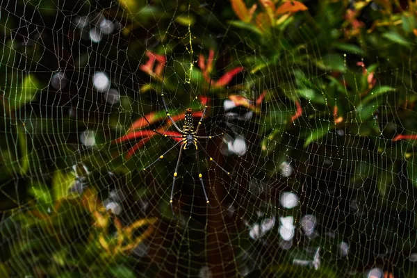 Large Spider Web Drops Dew Tree Giant Wood Spider Beautiful — Stock Photo, Image