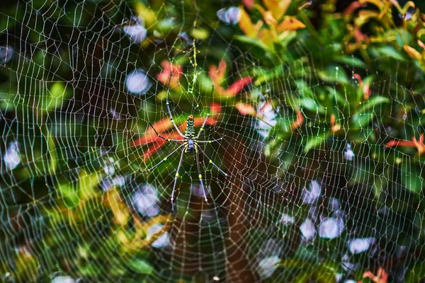 Large Spider Web Drops Dew Tree Giant Wood Spider Beautiful — Stock Photo, Image