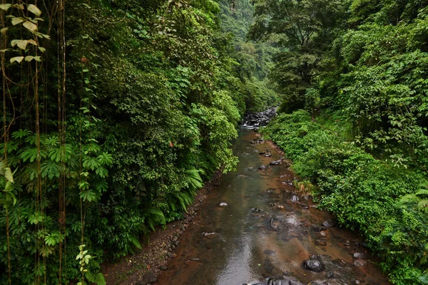 Exotické Tropické Koncept Cestování Dobrodružství Krásný Deštný Prales Džungle Deštný — Stock fotografie