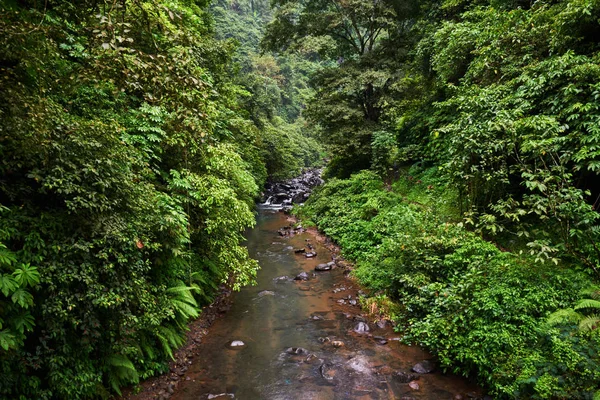 Tropical Exótica Conceito Viagem Aventura Bela Selva Floresta Tropical Floresta — Fotografia de Stock