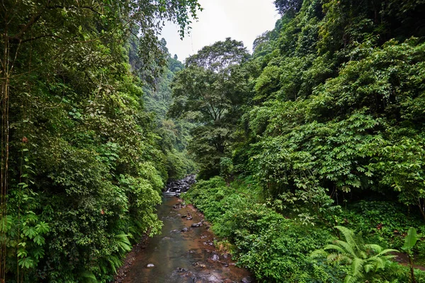 Tropical exotic. Traveling and adventure concept. Beautiful rain forest jungle.  rainforest with river.  River with stones in deep, lush green jungle. Natural landscape.