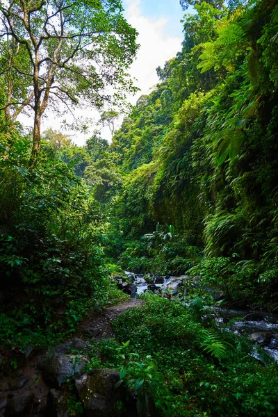 Vista Panorâmica Incrível Uma Floresta Tropical Com Rio Fundo Árvores — Fotografia de Stock