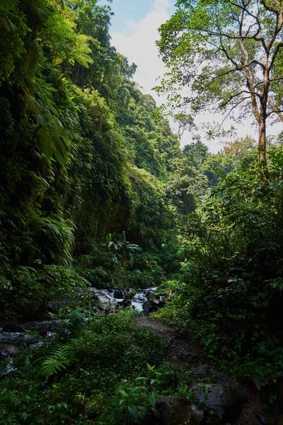 Vista Panorâmica Incrível Uma Floresta Tropical Com Rio Fundo Árvores — Fotografia de Stock