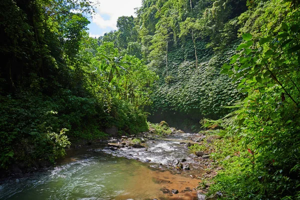 Vista Panorâmica Incrível Uma Floresta Tropical Com Rio Fundo Árvores — Fotografia de Stock