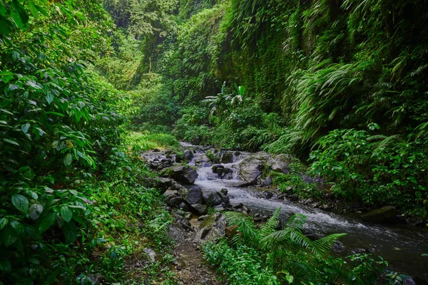 Úžasné Malebné Pohled Tropického Lesa Řeka Pozadí Zelených Stromů Ranním — Stock fotografie