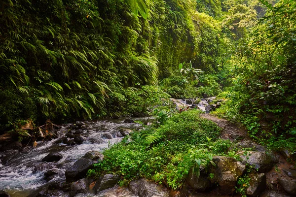 Increíble Vista Panorámica Bosque Tropical Con Río Sobre Fondo Árboles — Foto de Stock