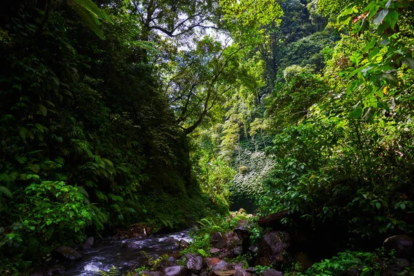 Vista Panorâmica Incrível Uma Floresta Tropical Com Rio Fundo Árvores — Fotografia de Stock