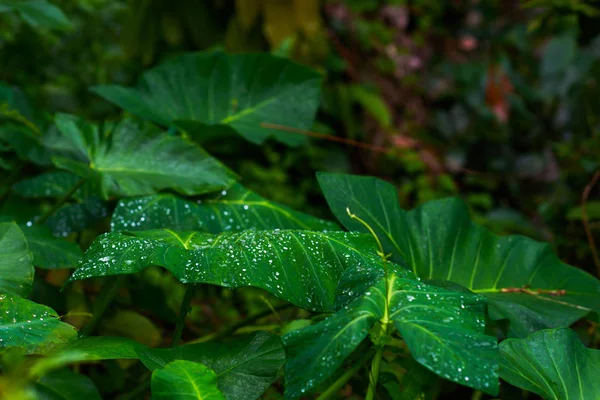 Зеленые Листья Капельками Воды Тропических Растений Растущих Диких Вечнозеленых Растений — стоковое фото
