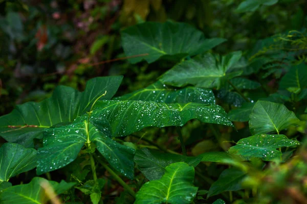 Green leaves with drops water of tropical plant growing in wild evergreen plants on dark background. Tropical leaf texture, dark green leaves. Abstract of green leaves in the tropical garden.