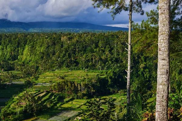 Terrazas Arroz Tipo Escalera Que Descienden Exuberante Selva Tropical Tonos — Foto de Stock