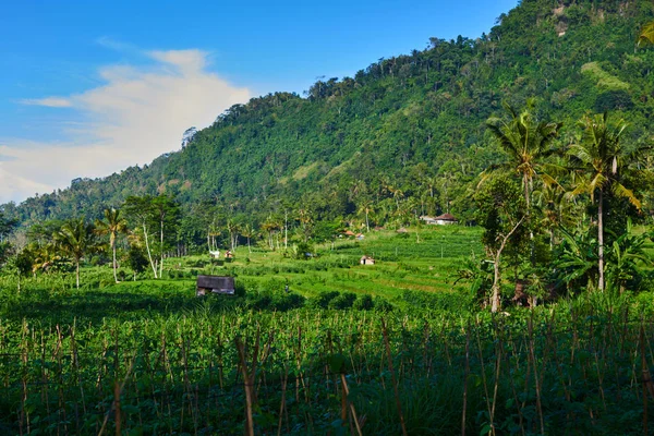 Merdiven Gibi Pirinç Terasları Yemyeşil Tropikal Yağmur Ormanları Azalan Yeşil — Stok fotoğraf