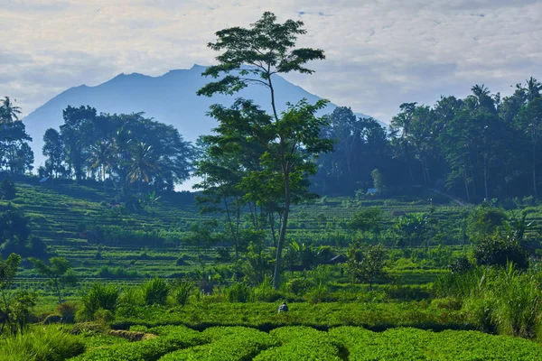 Задньому Плані Чайних Плантацій Насадження Чаю Ранковому Світлі Природний Фон — стокове фото